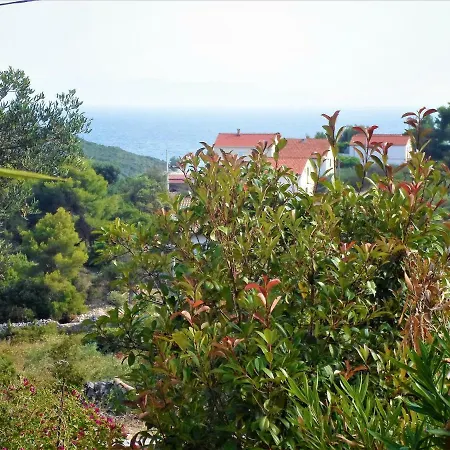 Kamilija * Maslinica
